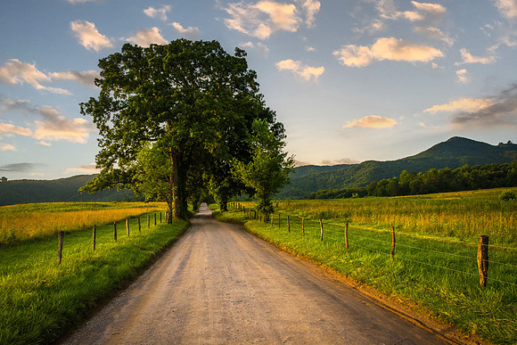 Tree and fence along a dirt road at Cade's Cove, Great Smoky Mou