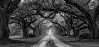 South Carolina Plantation: Southern Charm in the Foggy Morning