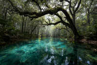 Tranquil spring-fed waterway, canopy of trees