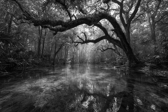 Tranquil spring-fed waterway, canopy of trees