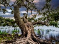 Live Oak tree  with Spanish Moss  at edge of Upper Myakka Lake i