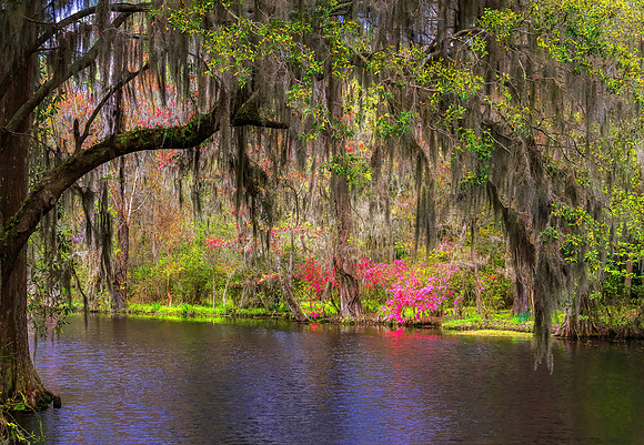 Lush South Carolina Swamp Garden