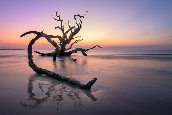 Driftwood Beach, Jekyll Island, Georgia, USA