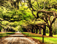 Filtering sunlight rays through beautiful oak trees