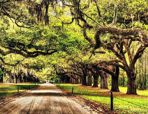 Filtering sunlight rays through beautiful oak trees