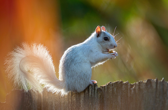 White squirrel in Florida
