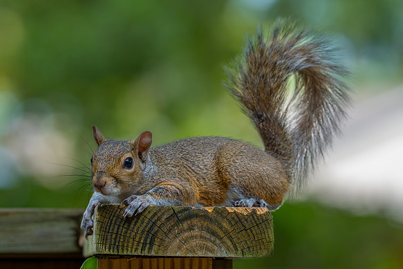 Squirrel. Gray squirrel animal. Wild squirrel with fluffy tail resting on wooden fence close up wildlife portrait. Detailed fur texture. Nature, animals photography. Mammal outdoor environment