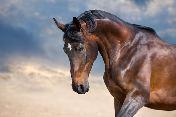 Bay horse portrait