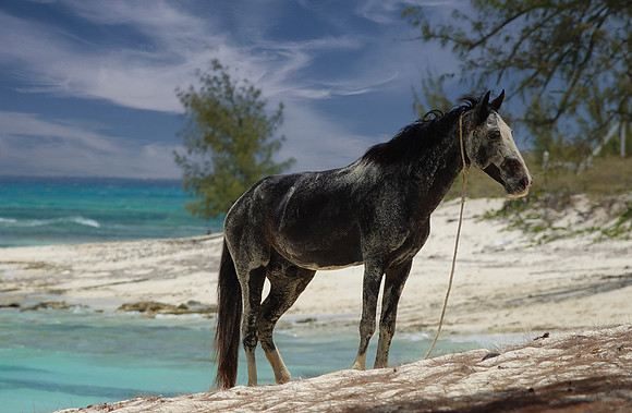 Black Horse on the Beach, Turks and Caicos Islands, Caribbean