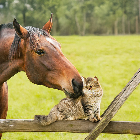 Three horses and cat