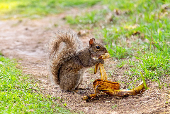 Eastern gray squirrel (Sciurus carolinensis) eating a banana pee