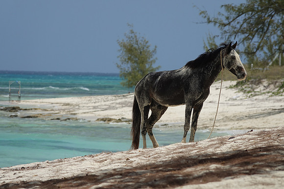 Black Horse on the Beach, Turks and Caicos Islands, Caribbean