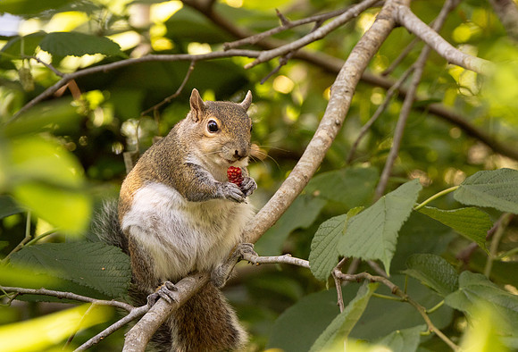 Eastern gray squirrel (Sciurus carolinensis) or grey squirrel eating a mulberry (Morus sp.) in a tree in Sarasota, Florida