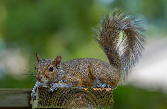 Squirrel. Gray squirrel animal. Wild squirrel with fluffy tail resting on wooden fence close up wildlife portrait. Detailed fur texture. Nature, animals photography. Mammal outdoor environment