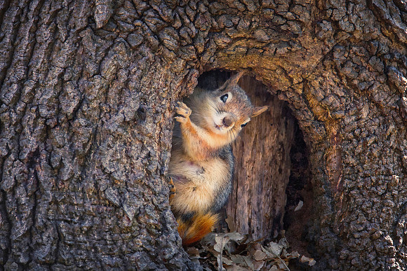 Squirrel's salute / Istanbul / TURKEY