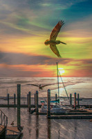 Bird Love 15-Apr-18