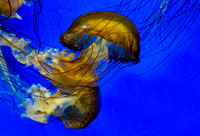Aquarium