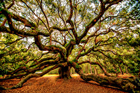Angel Oak Tree SC 2020