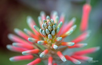 Macro